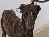 Tara, perrera badajoz, fecha sacrificio enero.