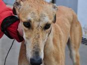 Zorero, perrera badajoz, fecha sacrificio enero.