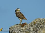Coruja-buraqueira (Burrowing owl) Athene cunicularia