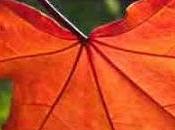 Otoño cultural