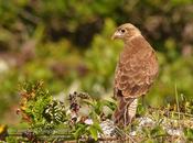 Chimango (Chimango caracara) Milvago chimango