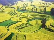 primavera, campo Luoping este Yunnan, China convierte flores amarillas.