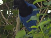 Urraca azul (Azure Jay) Cyanocorax caeruleus