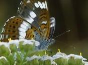 Limenitis camilla (Linnaeus, 1764)