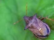 Picromerus bidens (Linnaeus, 1758)