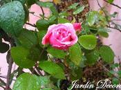 Eglantyne, primer rosal florece este