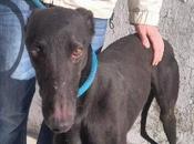 Moro, fecha sacrificio enero perrera Badajoz.