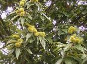 castaños Etna: historia castañas