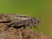 Platycleis (Tessellana) tessellata (Charpentier, 1825)