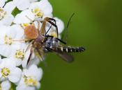 Thomisus onustus (Walckenaer, 1805) Araña cangrejo