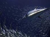 sardinas pueden explicar desnutrición crías lobo marino