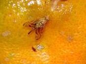 mosca fruta control biologico
