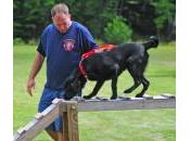 Ventajas entrenamiento refuerzo positivo para perros