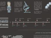 animal inmortal: Turritopsis Dohrnii #Infografía #Curiosidades #Animales