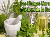 plantas curativas través historia