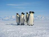 pingüinos emperador tienen algunos trucos para enfrentar cambio climático