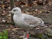 Gaviota patiamarilla, cuestión muda