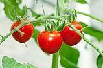 propiedades tomate