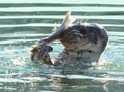 FOCA GRIS (Halichoerus grypus) LAREDO