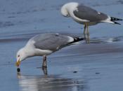 Gaviotas argénteas adultas