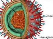 datos oficiales confirman “epidemia” gripe