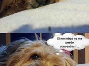 Estamos Agustito XXVI. concentro...