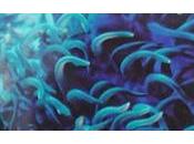 Sérum Intensive Extreme Contour Laboratorios Zorgan