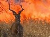 Arde sabana