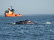 Nueva guía pruebas sísmicas evita riesgos ballenas