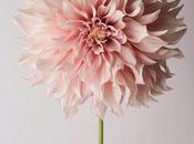 flor: dalia