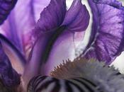 Blog Hop! Macro Iris