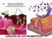 Probióticos prebióticos