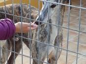 Anakin, espera entre barrotes perrera.