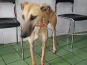 TAJO, Galgo noble bueno, recogido herida patita. GPAR.