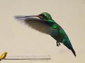 Picaflor común (Glittering-bellied Emerald) Chlorostilbon lucidus