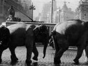 Fotos antiguas: Elefantes desfilando Cibeles