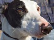 MACHUPICHU, impresionante galgo macho adopción.