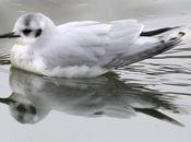 Gaviota enana-larus minutus-little gull
