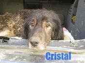 triste vida Cristal (Sevilla)