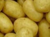 BASF solicita autorización para Amadea, segunda patata transgénica