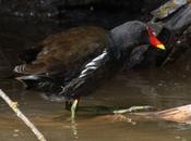 Gallinula chloropus-gallineta común-moorhen