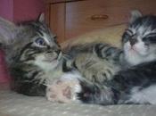 Gatitos esperan adopción