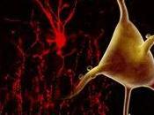 ejercicio mental buenas malas señales para demencia