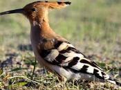 Abubilla-upupa epops-hoopoe