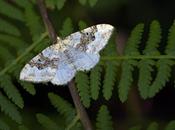 Xanthorhoe montanata (Denis Schiffermüller, 1775)