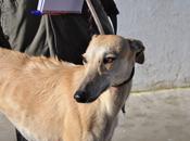 Galgos adopción. (badajoz)