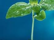 Terpenic Labs Esencialmente naturales