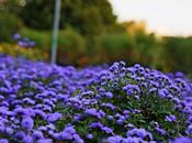 Flores transformación