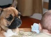 bebé entiende cuando ladra perro?