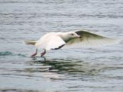 ONDARROA,SIEMPRE SORPRESAS(Larus hyperboreus)